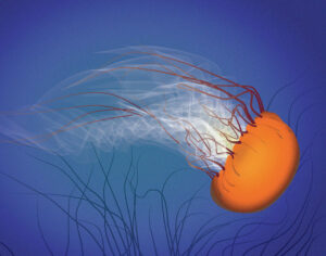 QwkDog Portfolio Sea Life Jellyfish Blue